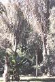 Palma Raphia Arecaceae, jejíž listy se používají pro výrobu kabelek